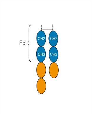 Experimental Validation Results for Efercoleukin alfa